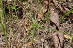 Great plains flatsedge